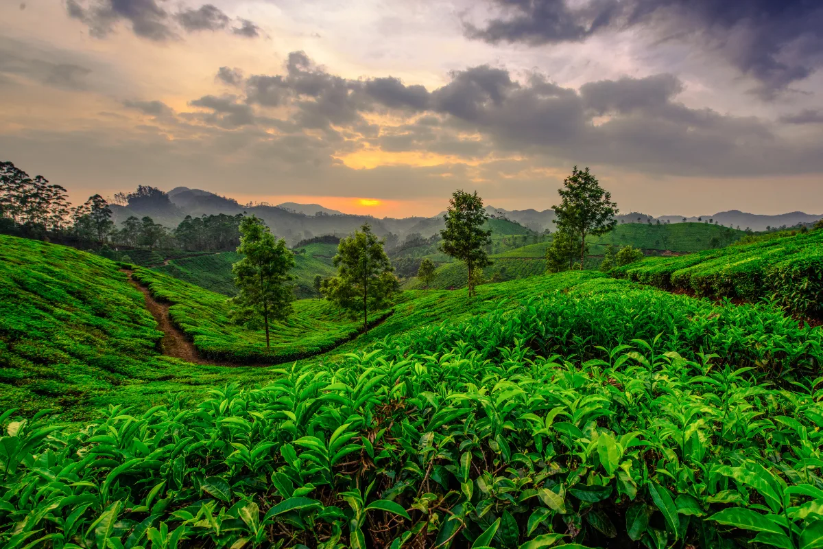 discover-munnar-tea-plantations