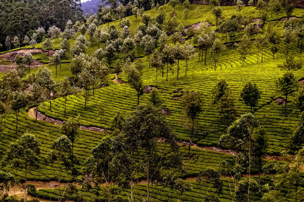 discover-munnar-tea-plantations