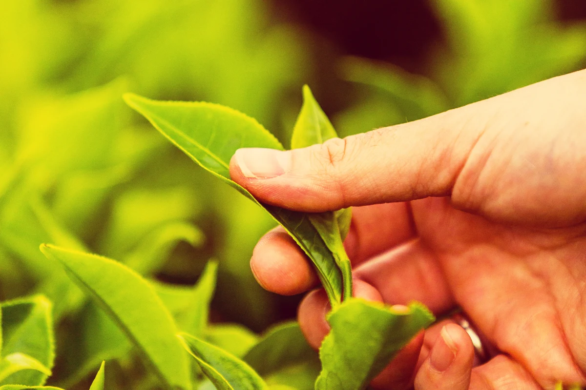 discover-munnar-tea-plantations