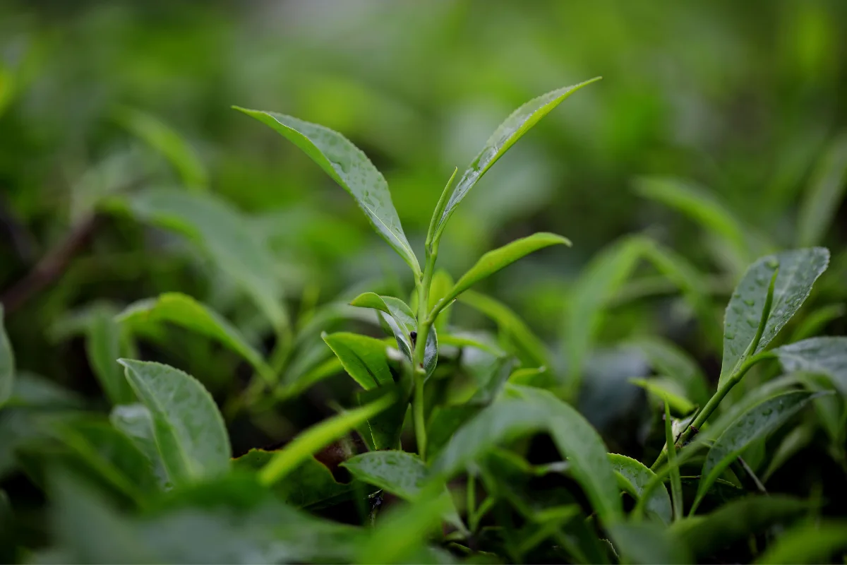 discover-munnar-tea-plantations