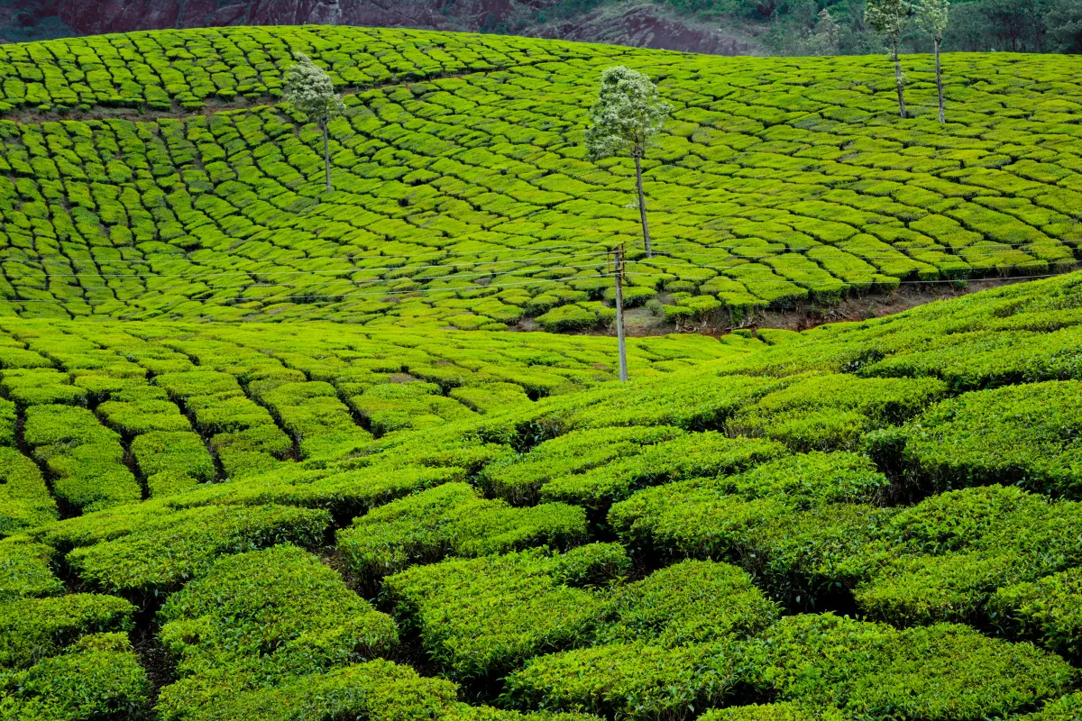 discover-munnar-tea-plantations